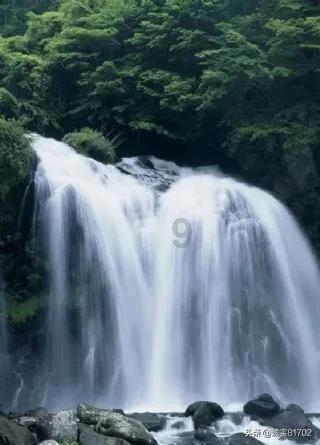 金刚鹦鹉逃生